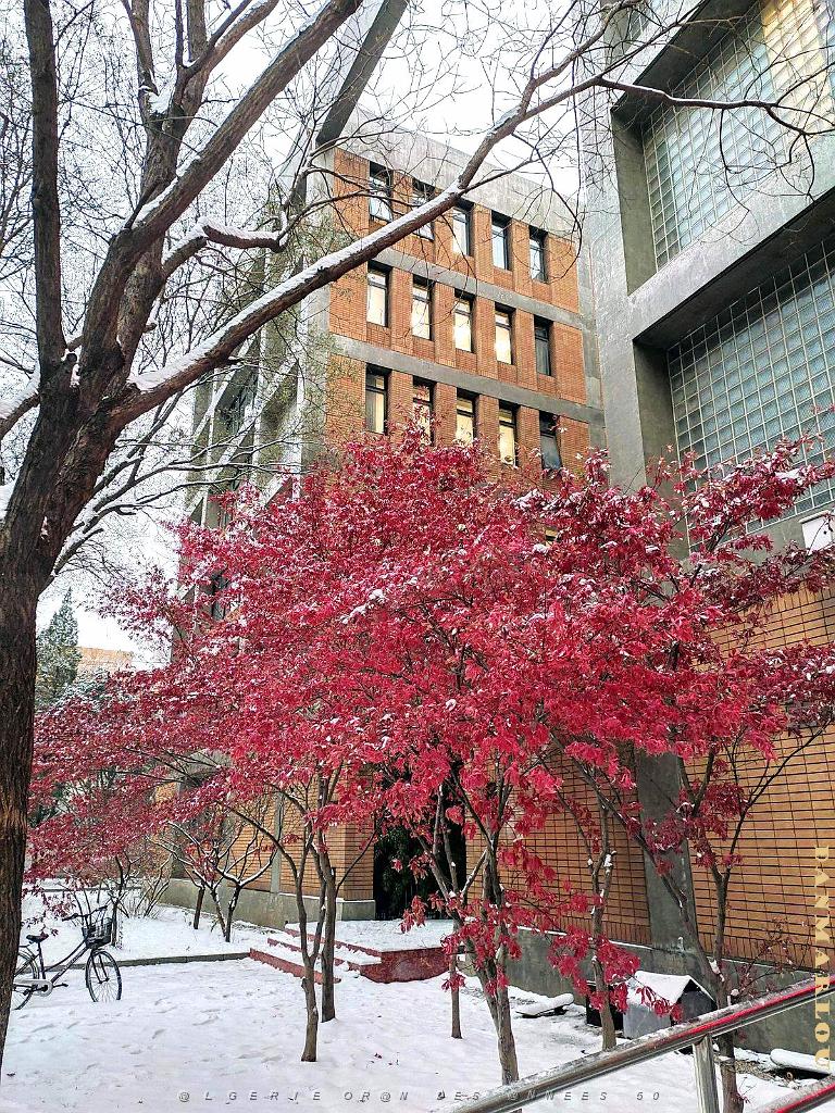 2023 12 PEKIN- UNIVERSITE LANGUES ETRANGERES SOUS LA NEIGE (17).jpg